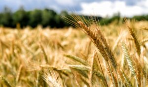 Grain Cognitive sourcing tool.jpg